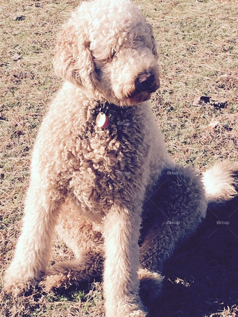 Labradoodle