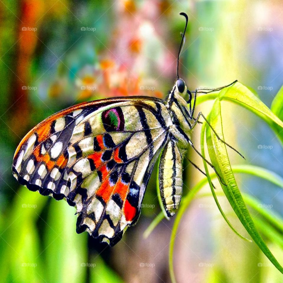 beautiful butterfly