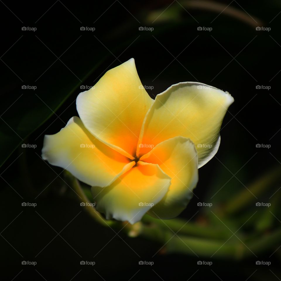 Elevated view of yellow flower