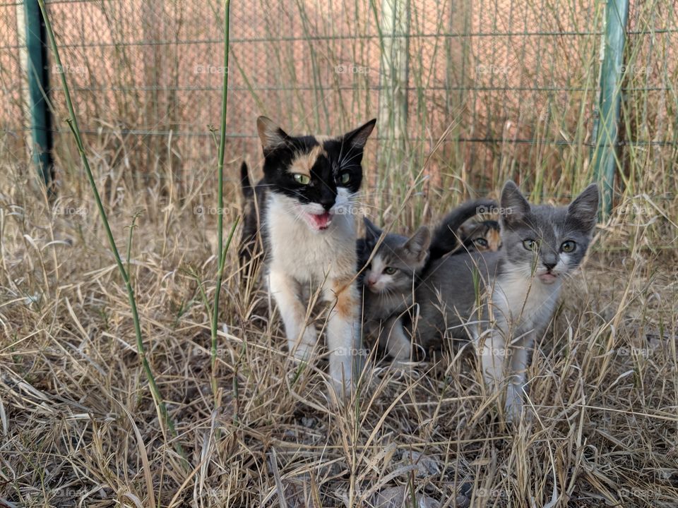 A cat with her sons