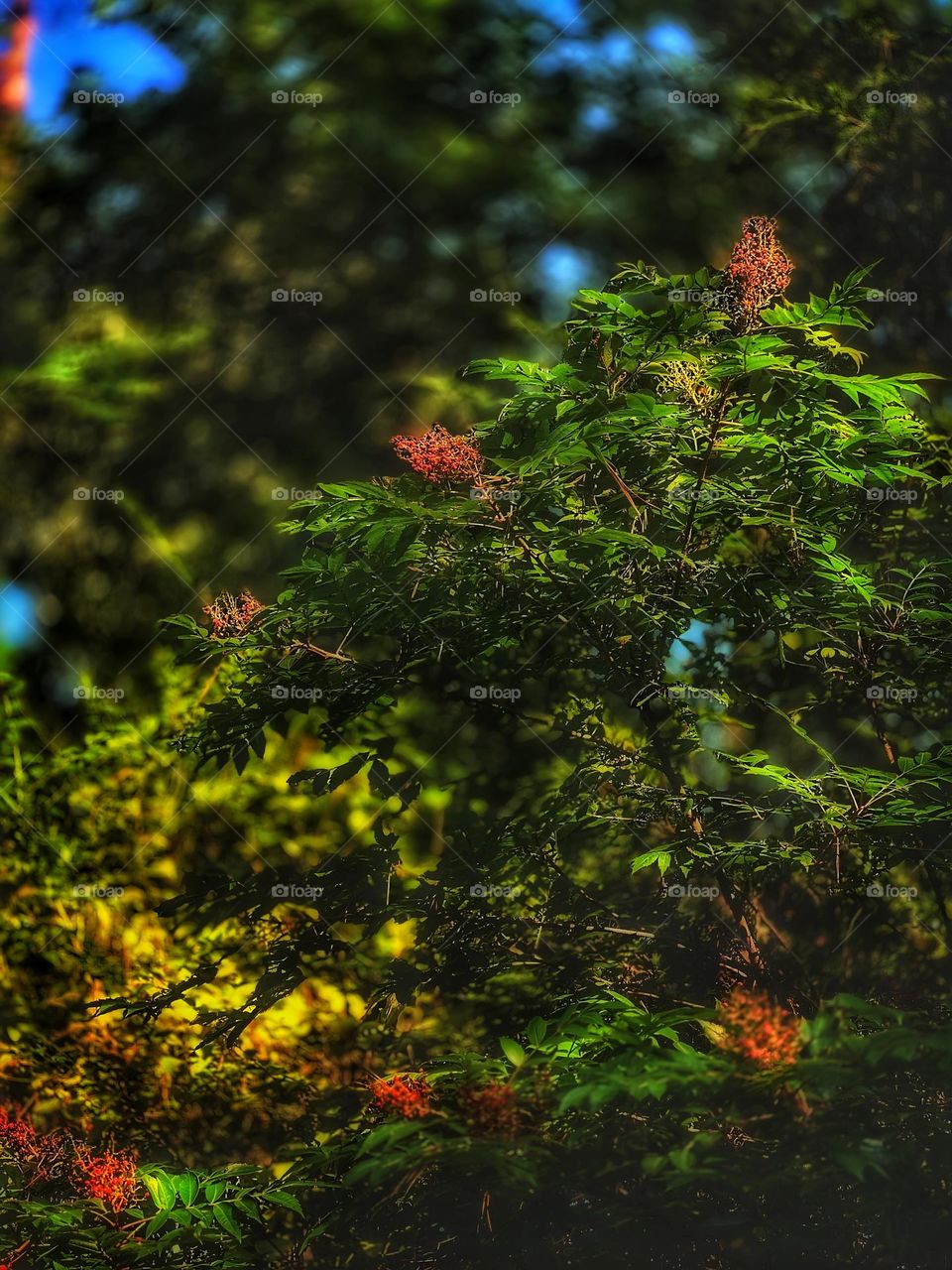 The Elder tree in full bloom with Elderberries. 