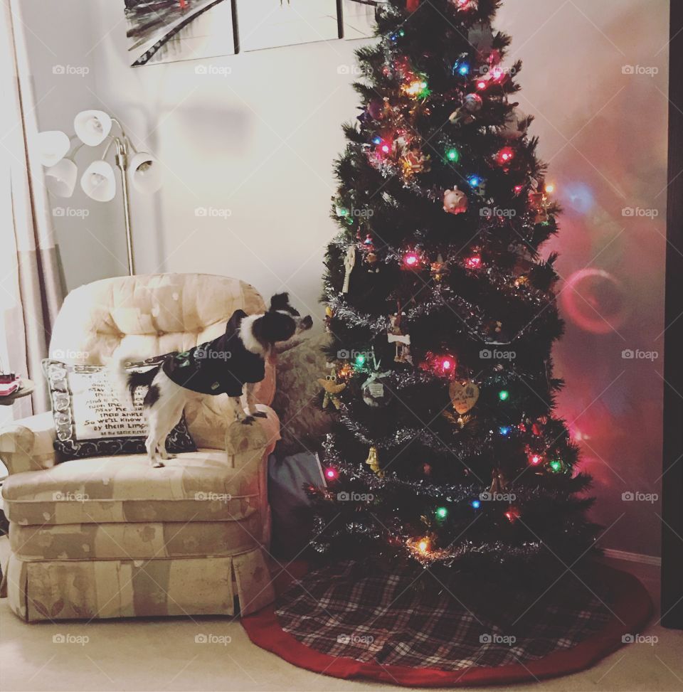 First Christmas Tree Curiosity 