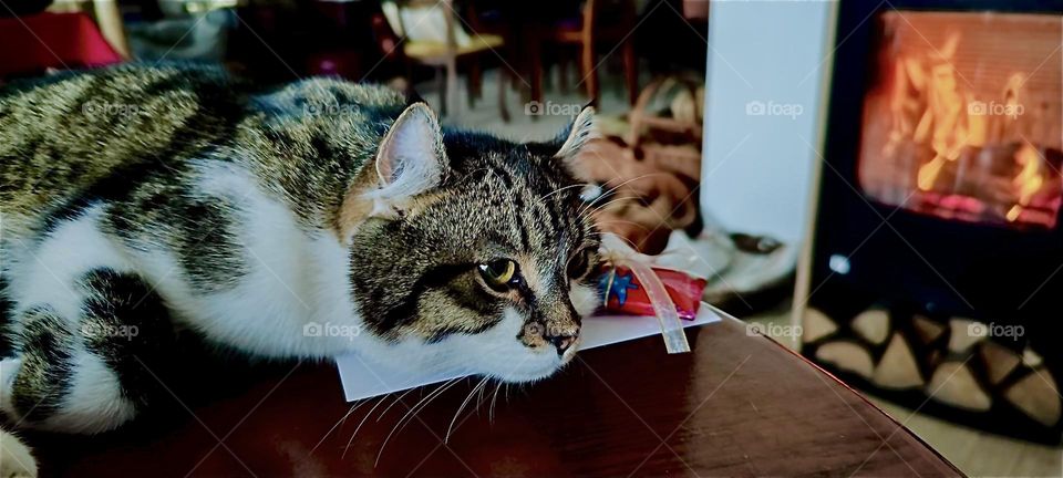 “Roukey”, the tomcat is resting comfortably by the fire in the living room of the beautiful house in “Bavaria”, Germany quite fascinated with the play of the flames inside the fireplace. Christmas is almost here. 2023. Hypnotic Productions