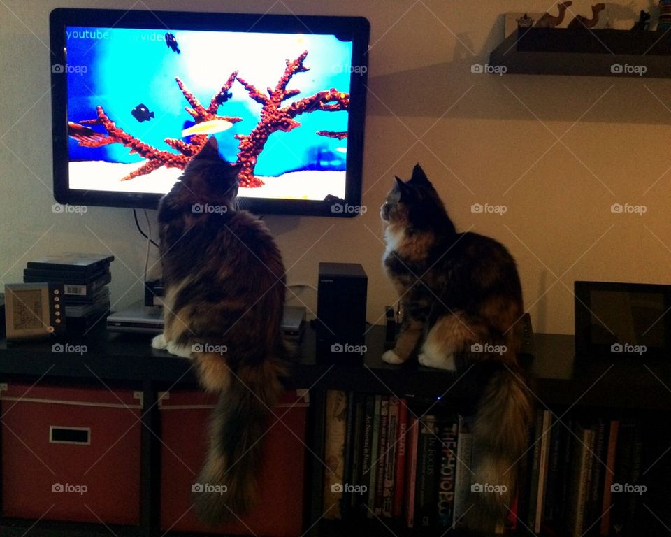 Cat Tv aquarium