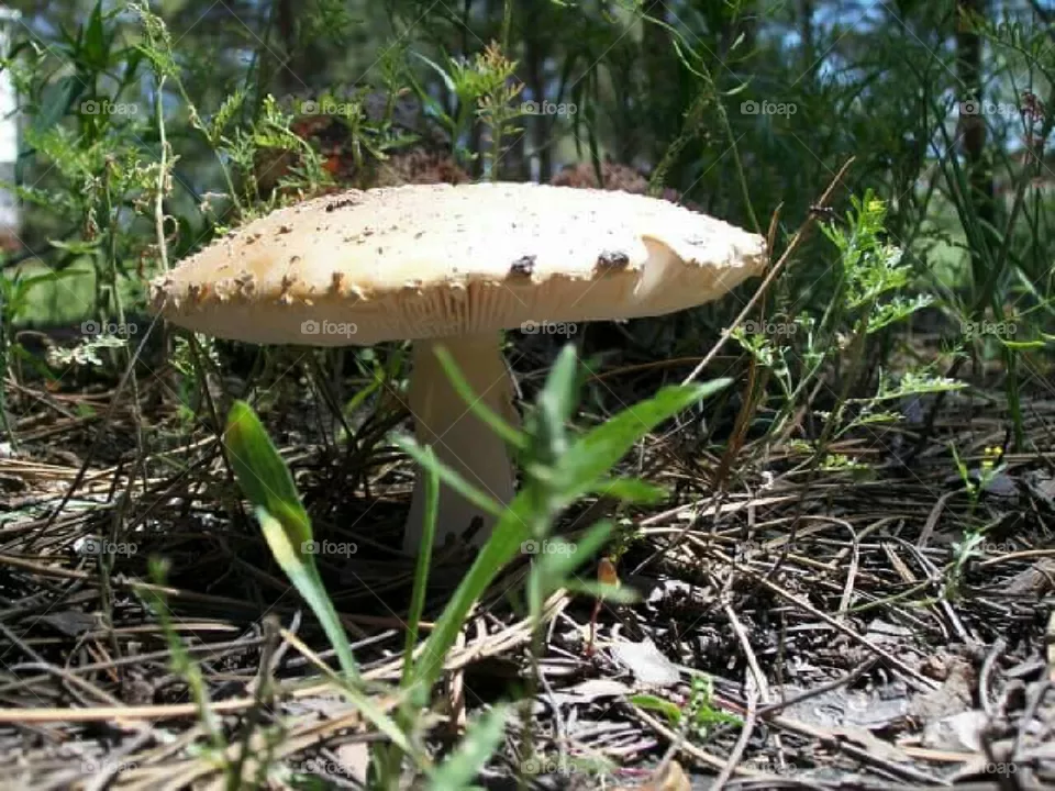 Mushroom