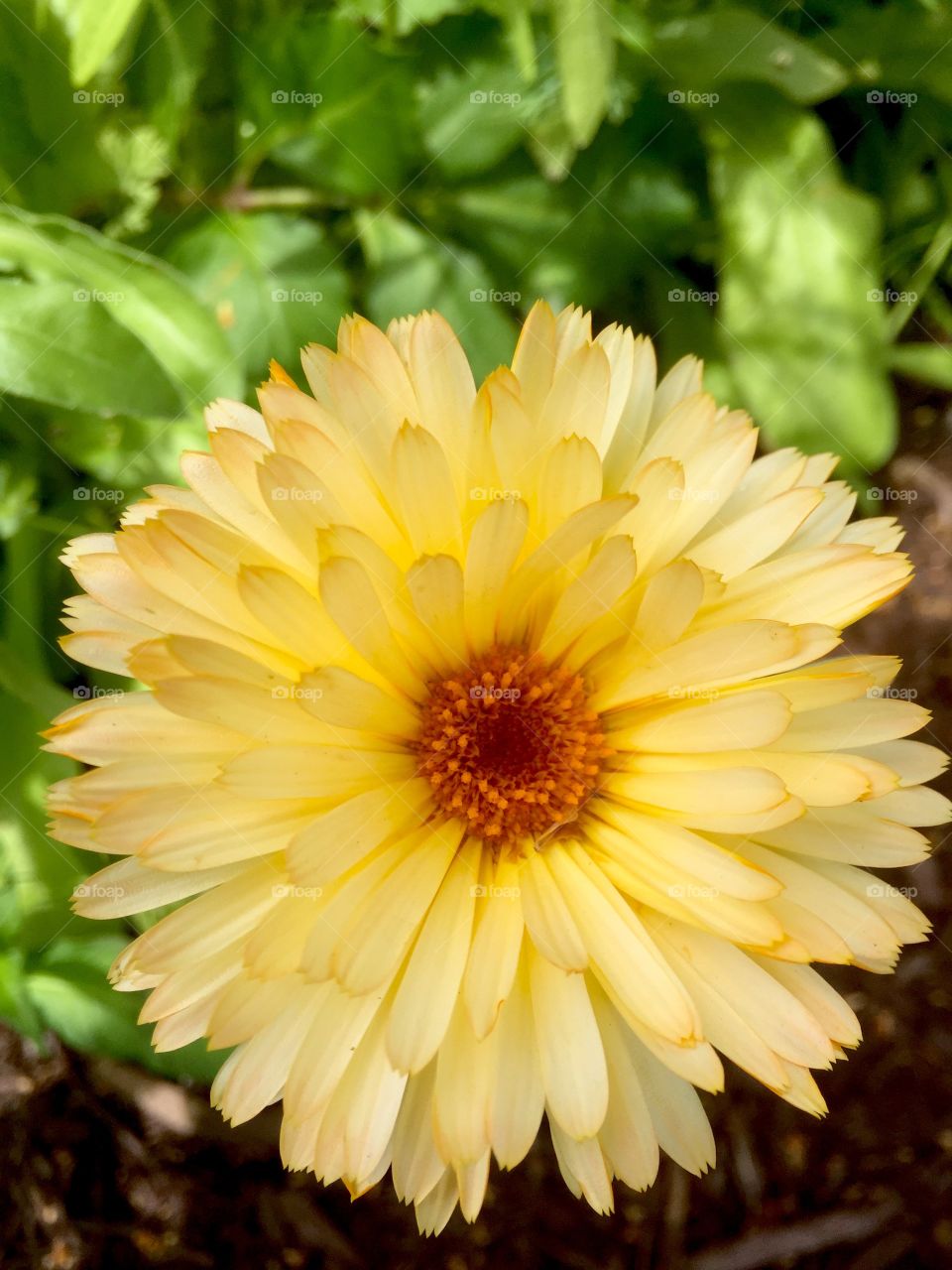 Yellowish flower 