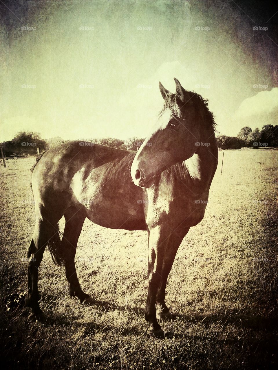 My mare