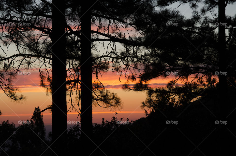 The silhouette of the pine trees against a orange sunset!