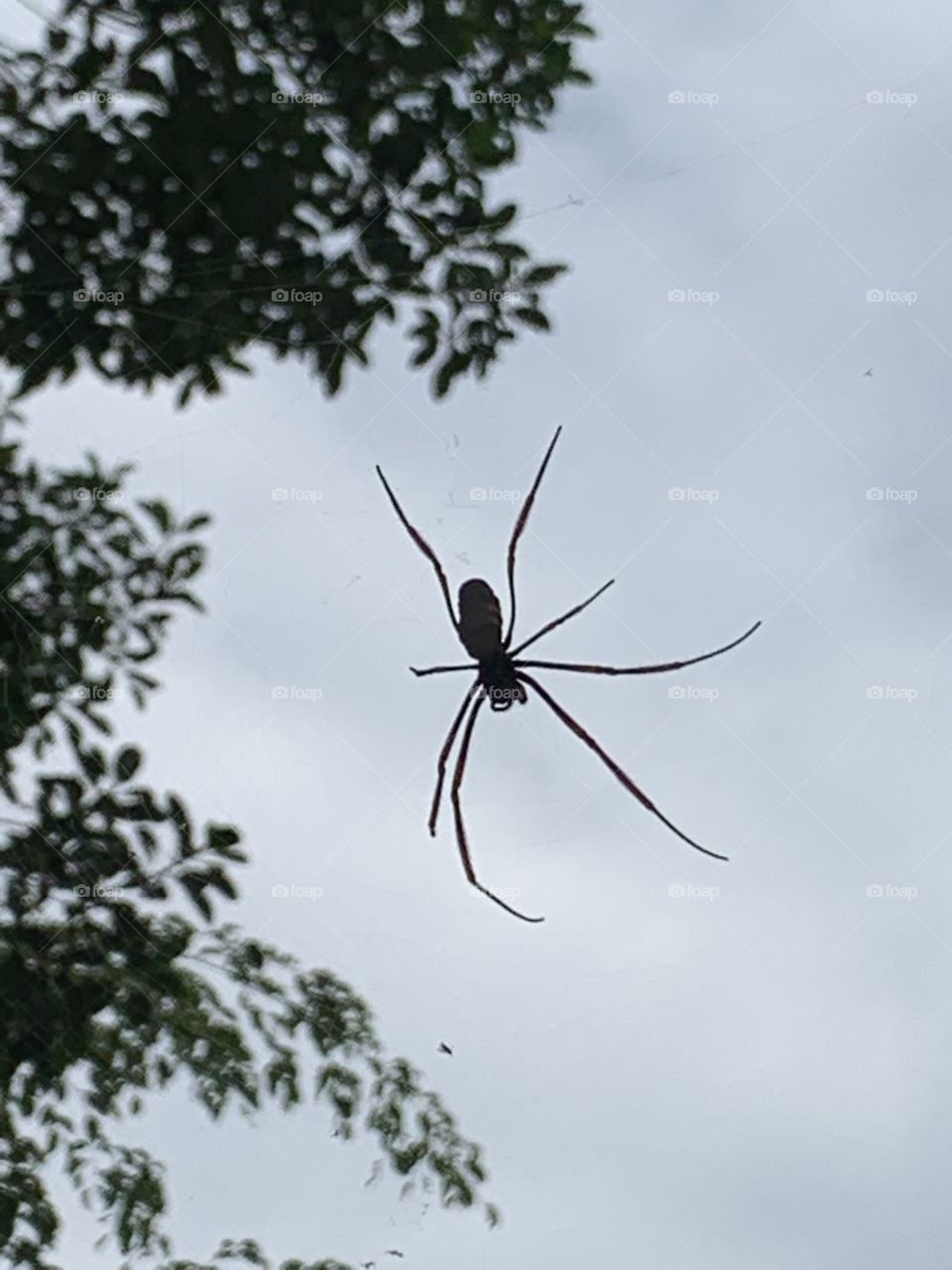 "The Little Friend" - “When spider webs unite, they can tie up a lion.” – African Proverb.