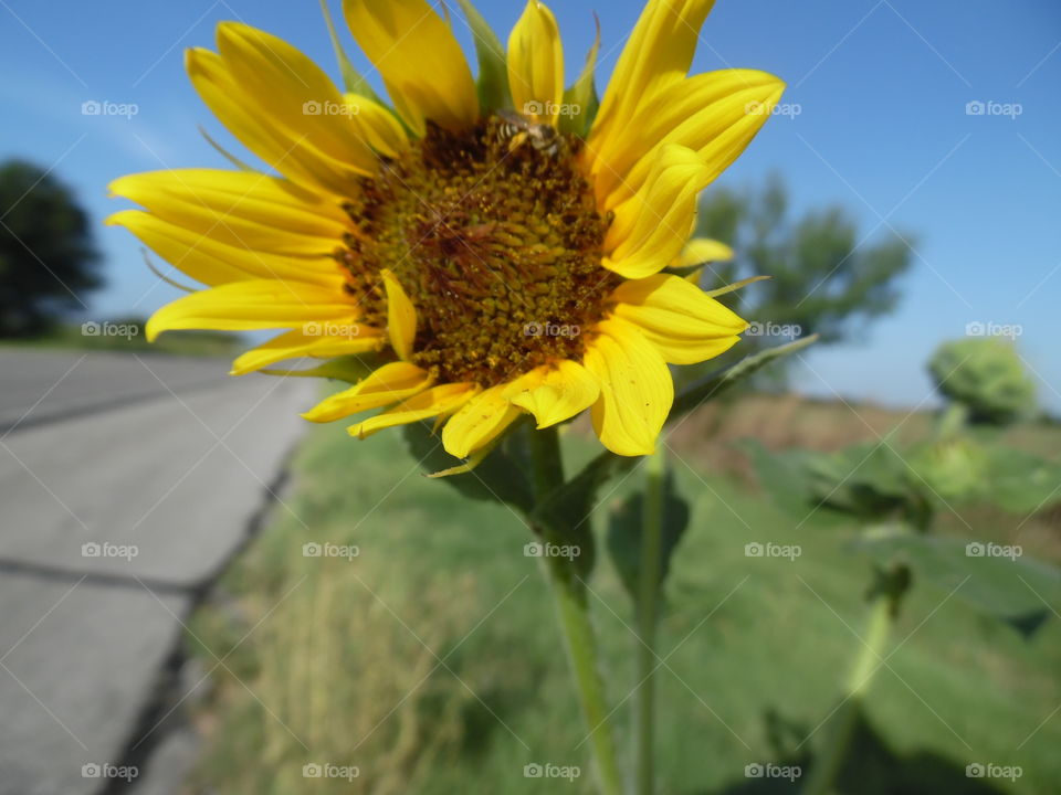Texas sunflower 🌻. This is a picture of a bee 🐝 pollinating a sunflower 🌻 that I took while traveling to the Gulf of Mexico