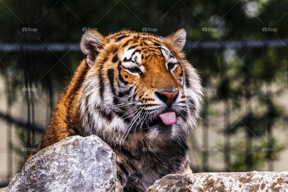 A close up portrait of a bengal tiger sticking its tongue out. the animal is lying on a rock in a zoo in the direct sunlight.
