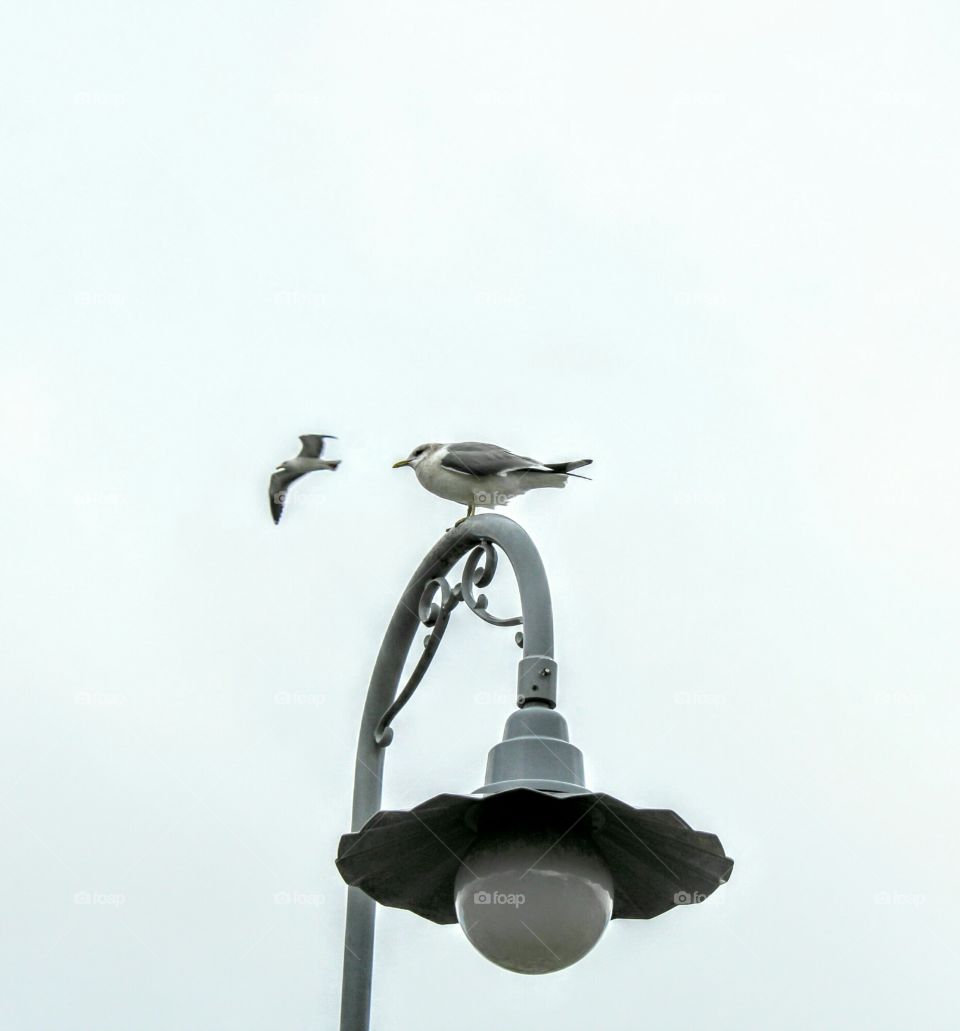 Bird sitting on a lamp post