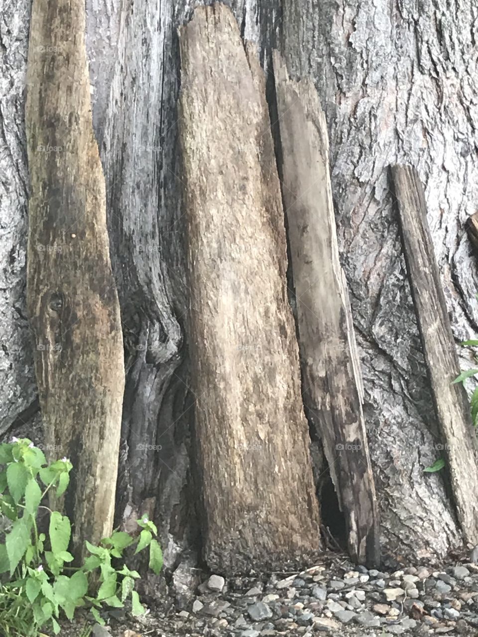 Planche de bois sur un arbre 