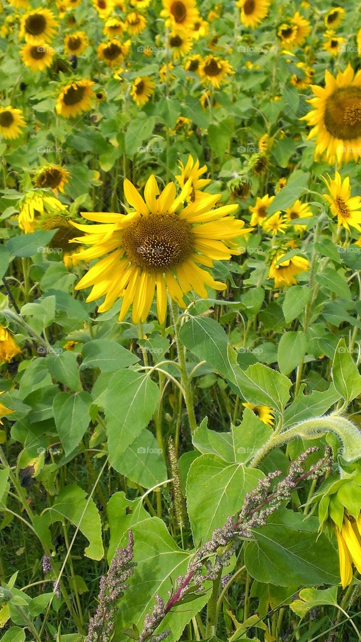 Sunflowers