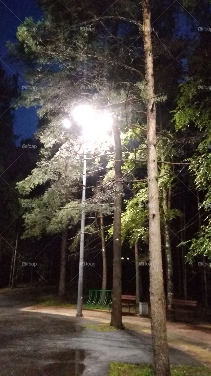 вечер в парке