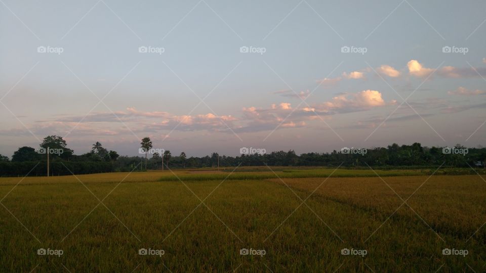 Paddy fields and sky