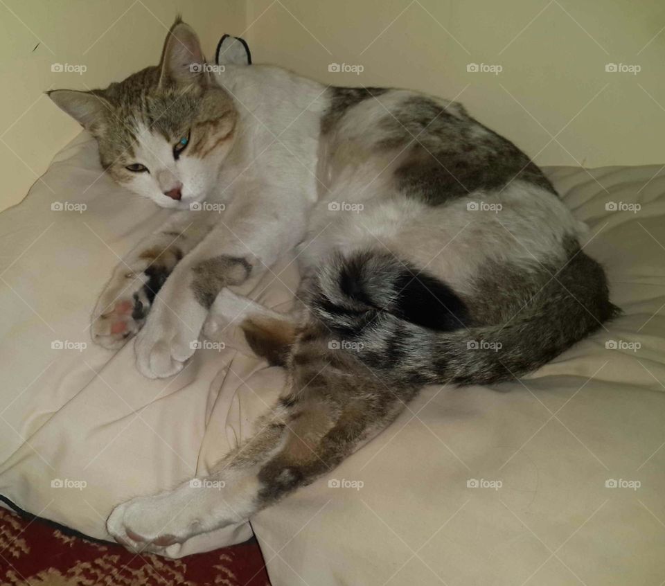 Poutchi .. time to sleep 😪