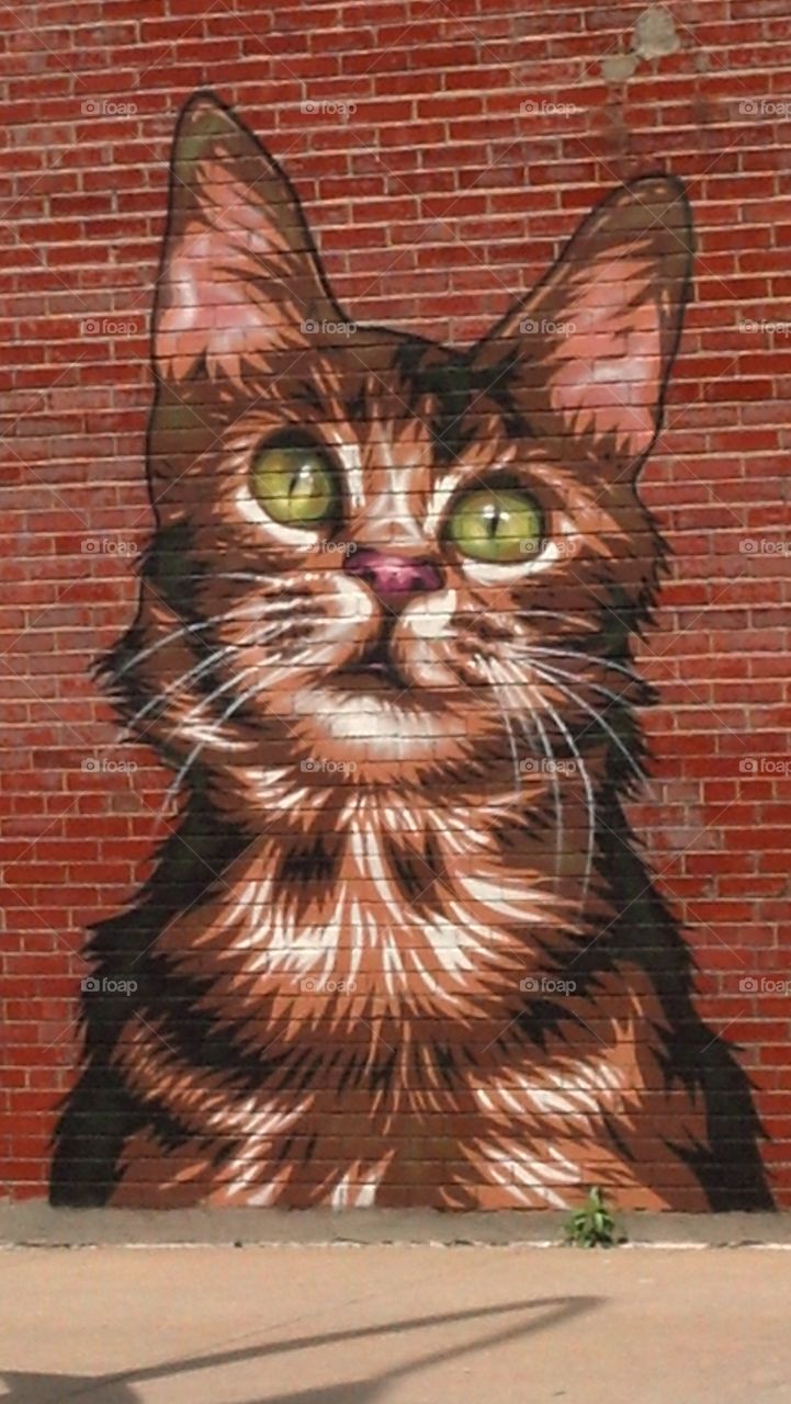 Cat Eyes. Animal shelter in Rochester,NY has a beautifully painted mural on the outside brick wall of the bldg.