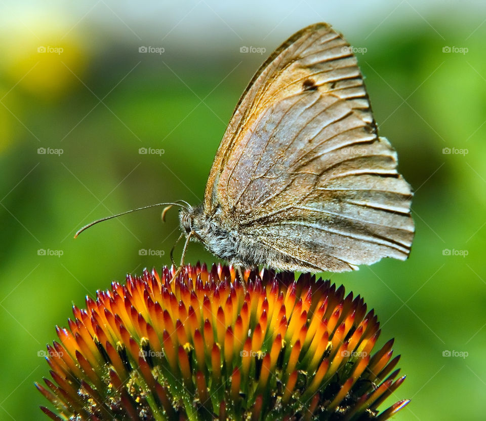 butterfly, and, flower, nature, ecology, beauty, macro, summer, morning, heat, rest, vacation, journey, Sochi, south, insects, creativity,