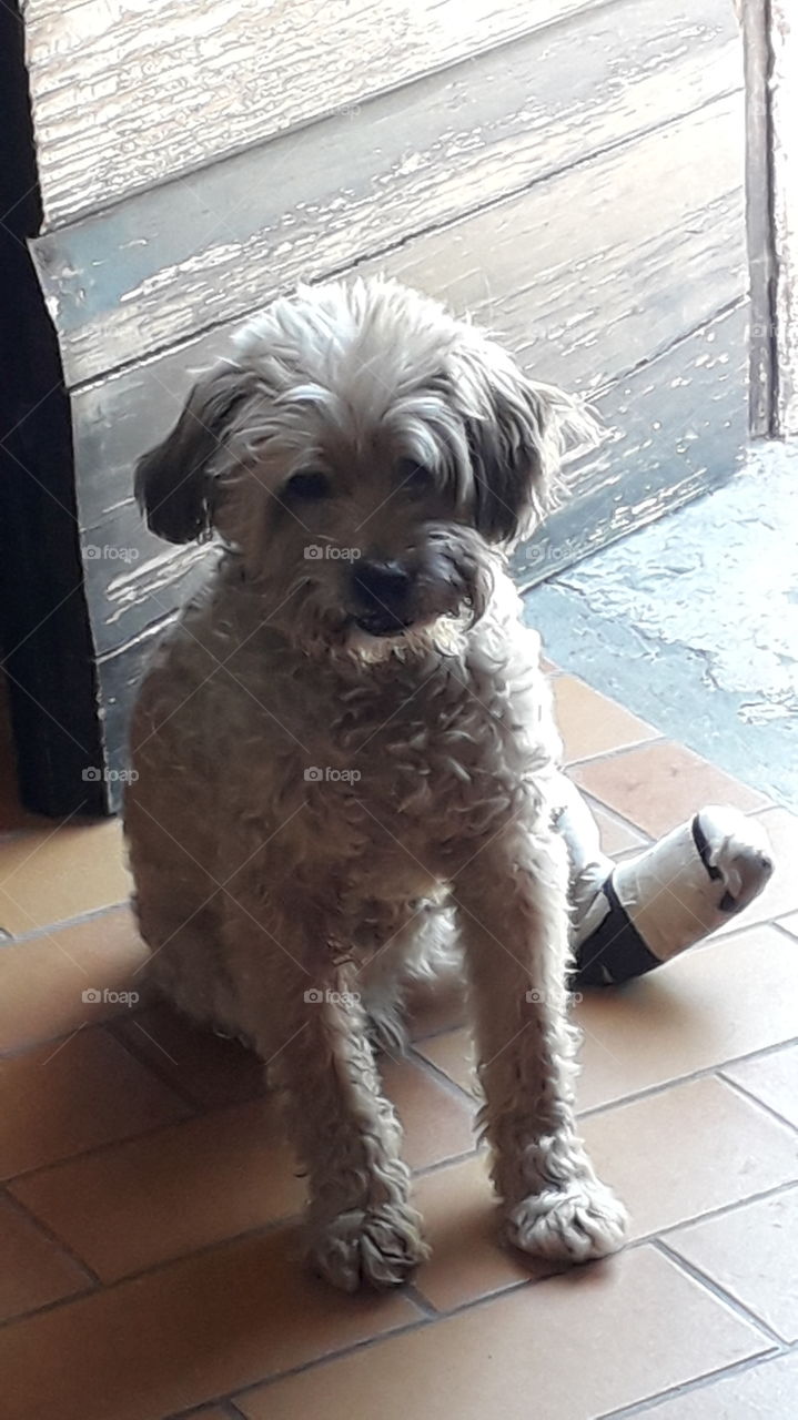 my dog Mila with her broken paw