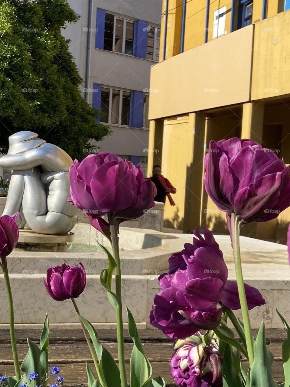 Purple flowers against a yellow building on a sunny warm spring day in Porec, Croatia.