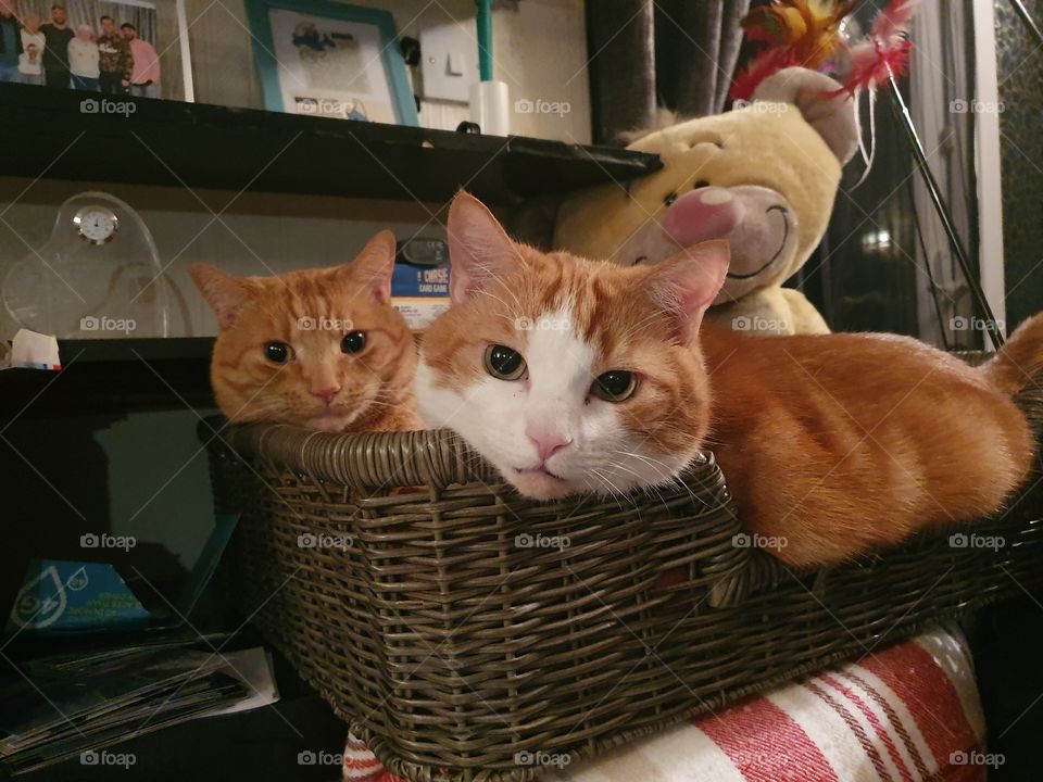 two ginger cats sharing basket