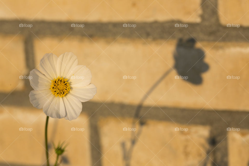 White flower at the wall