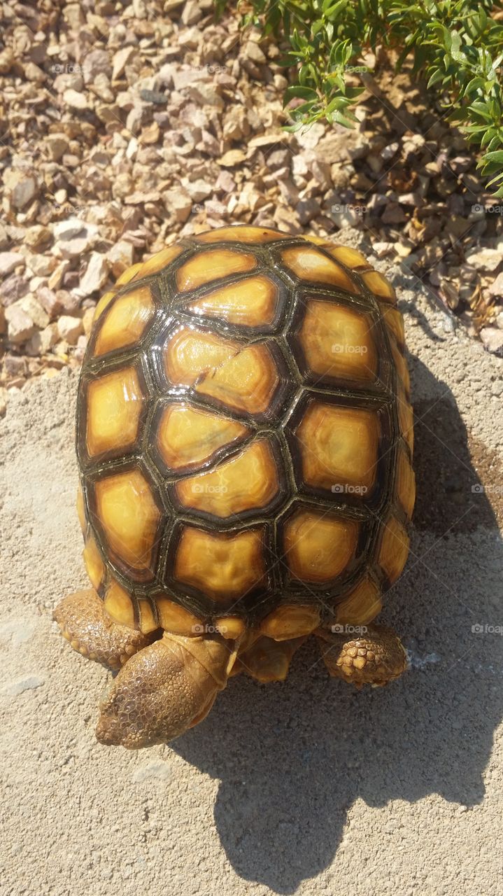 Desert Tortoise unusual shell