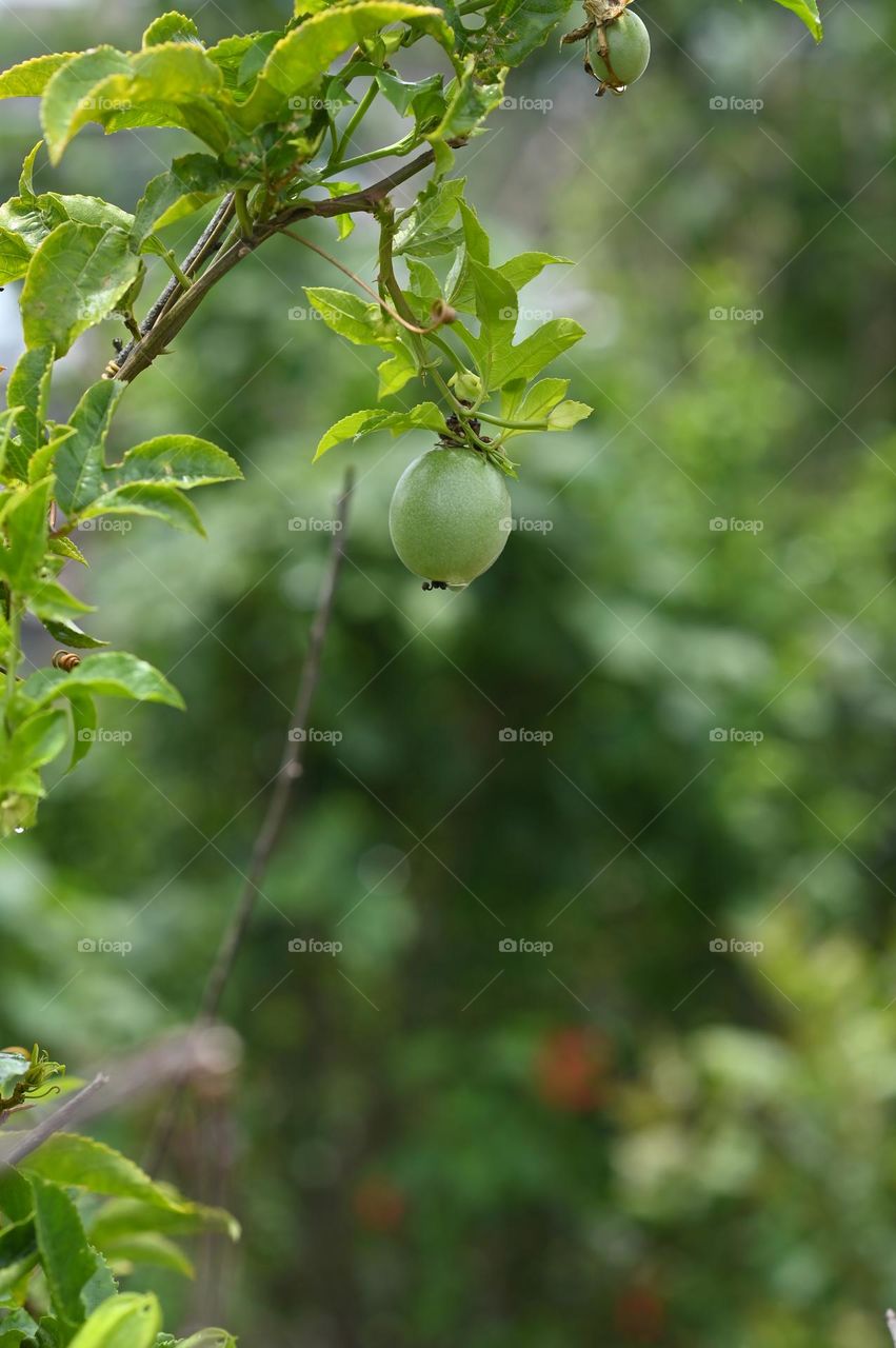 A shot of unripe hanging passion fruit