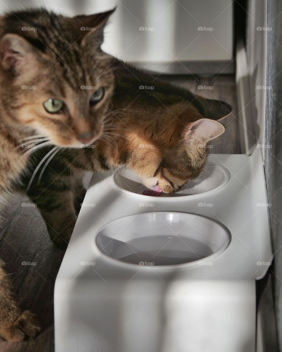 Two cats sit in front of a feeding station