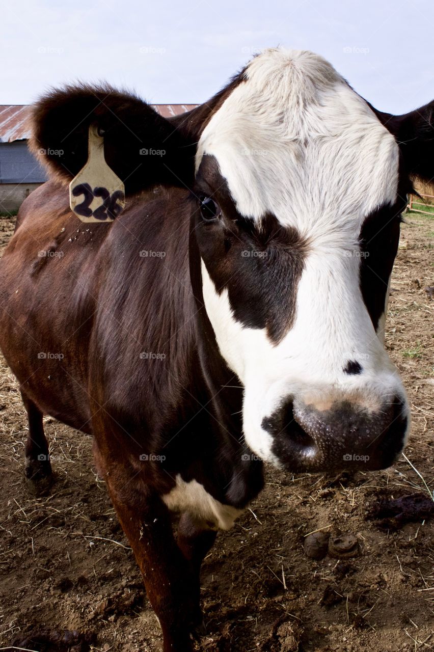 Headshot of a brown heifer with a white face in a cattle pen