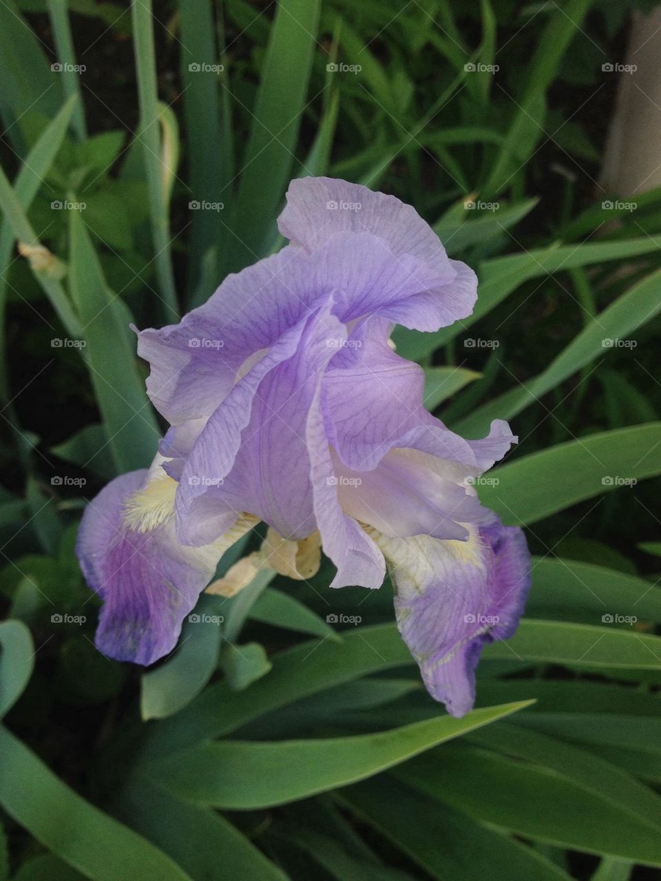 Iris