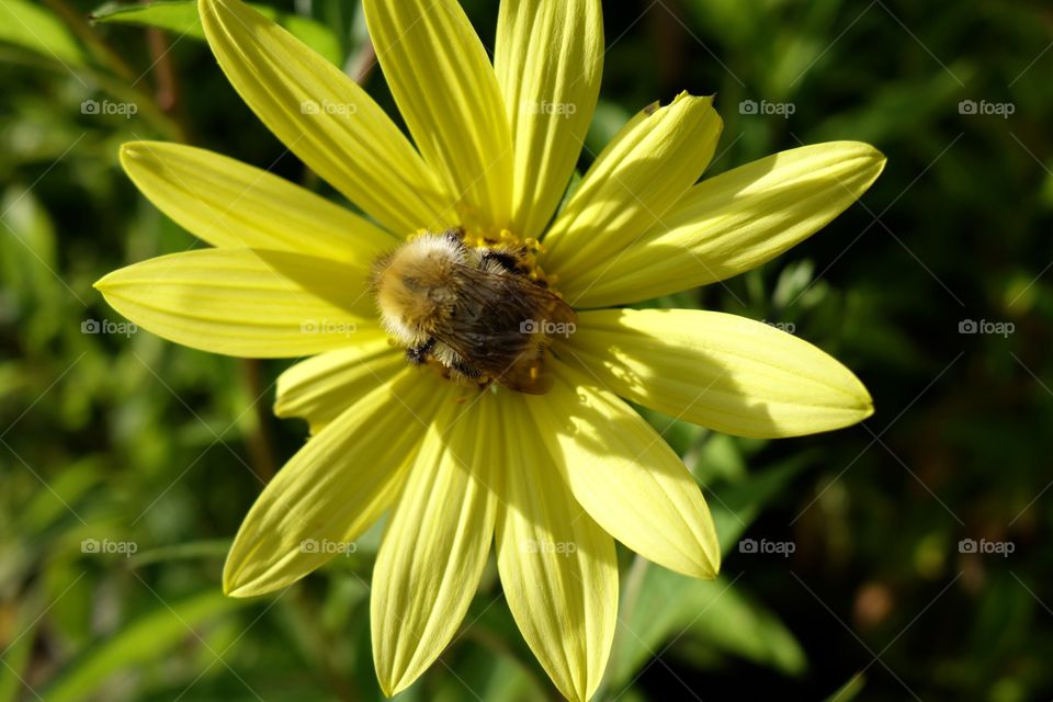High angle view of bee pollinating on yellow flower
