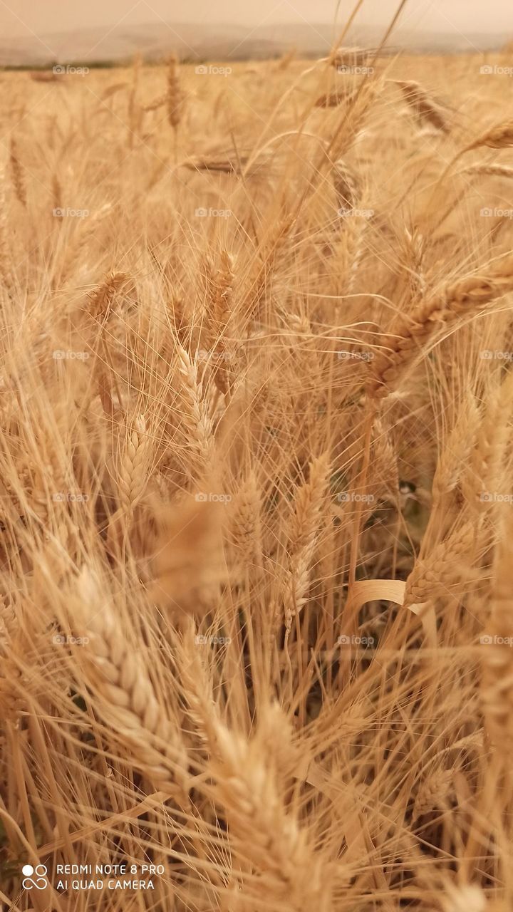 Wheat