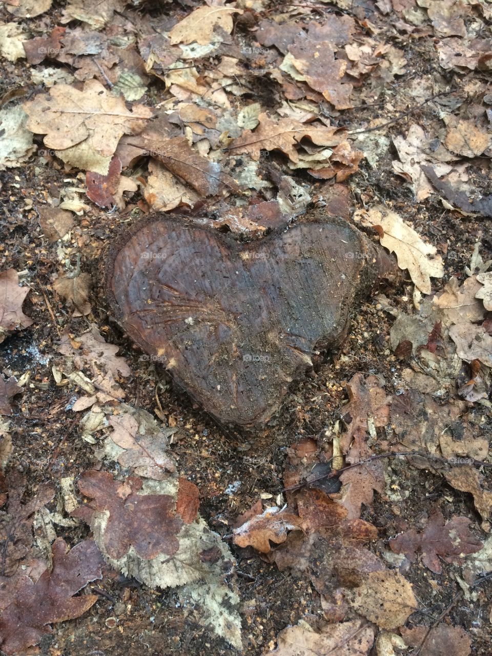 Love heart shaped wooden tree stump in autumn surrounded by leaves
