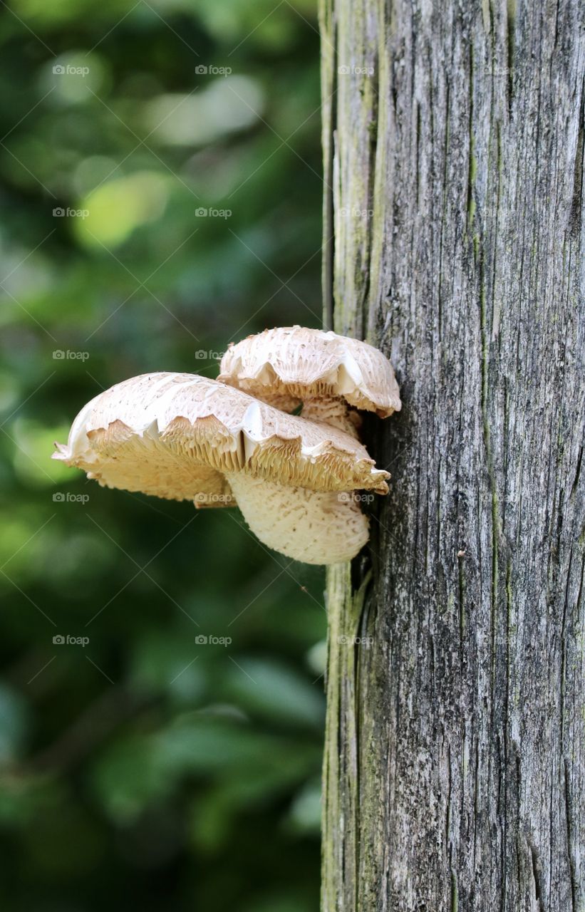 mushroom on the pole 