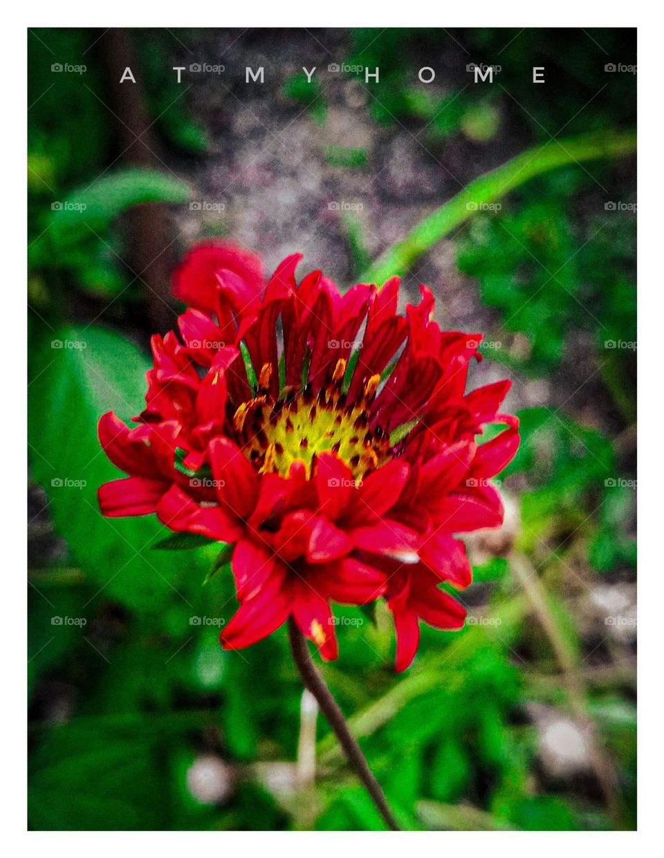 weird flower's natur lover