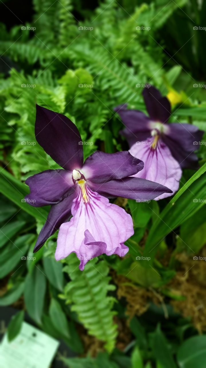 Miltonia orchid - purple