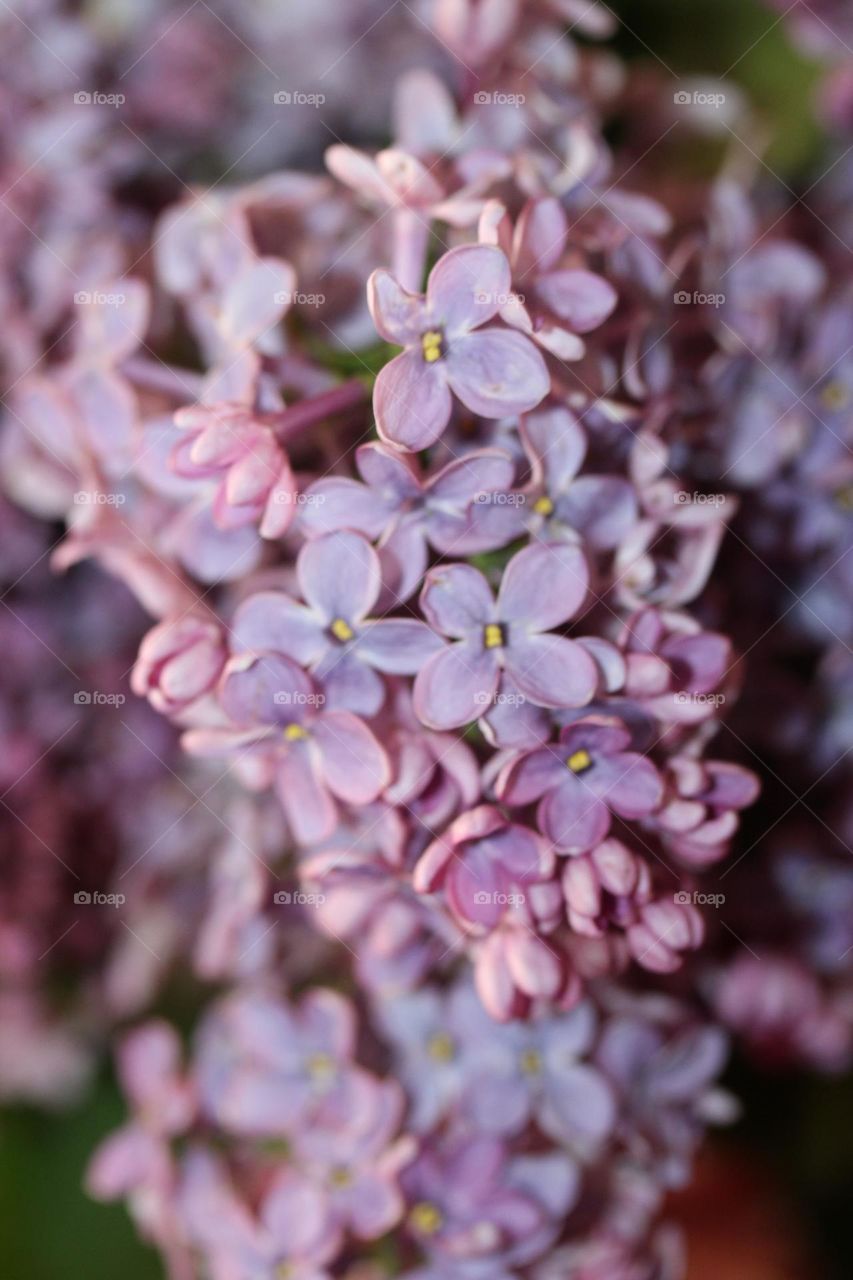 lilac flower