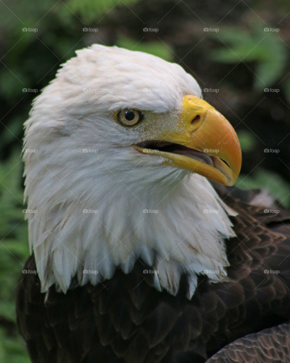 American Bald Eagle in profile head only