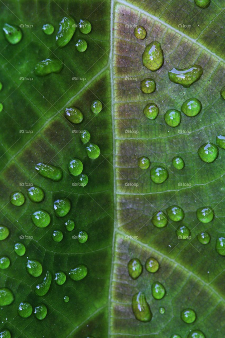 Morning dew on a leaf. 