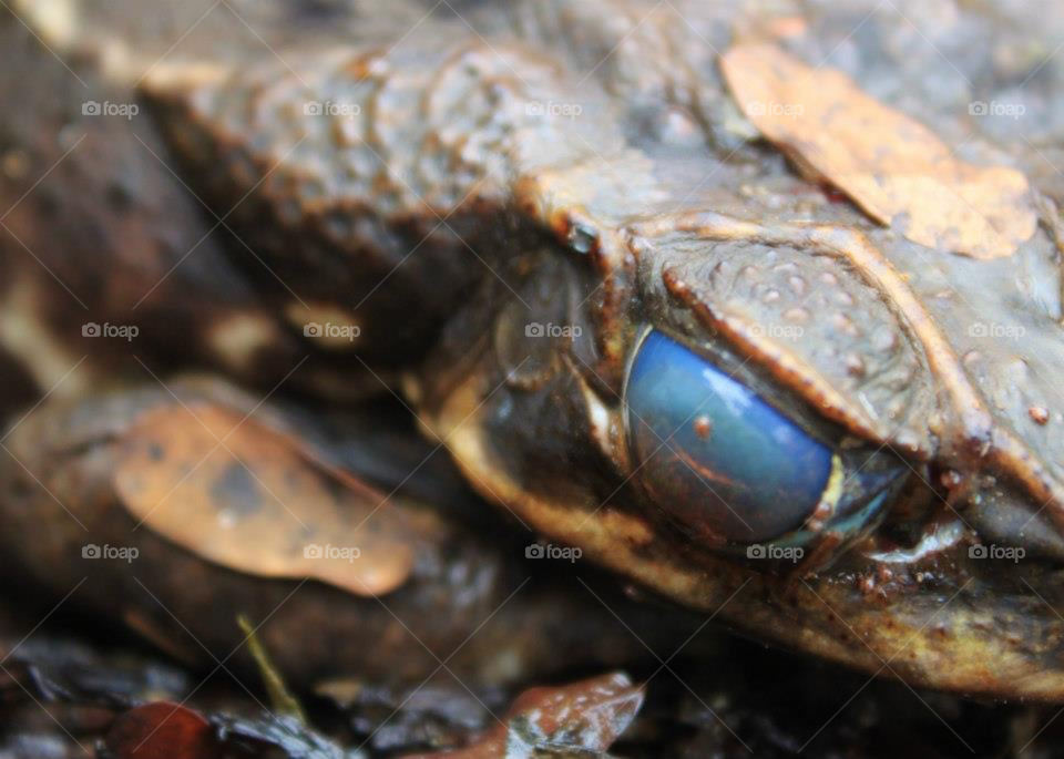 Eye of the toad. Toad in Costa Rica