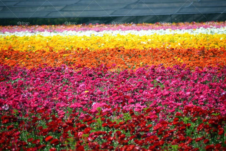 Carlsbad Flower Fields