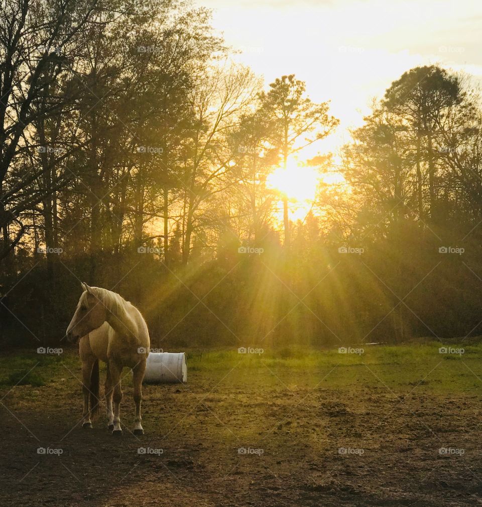 Our handsome Palomino gelding Wrangler enjoying the sunset over the arena.