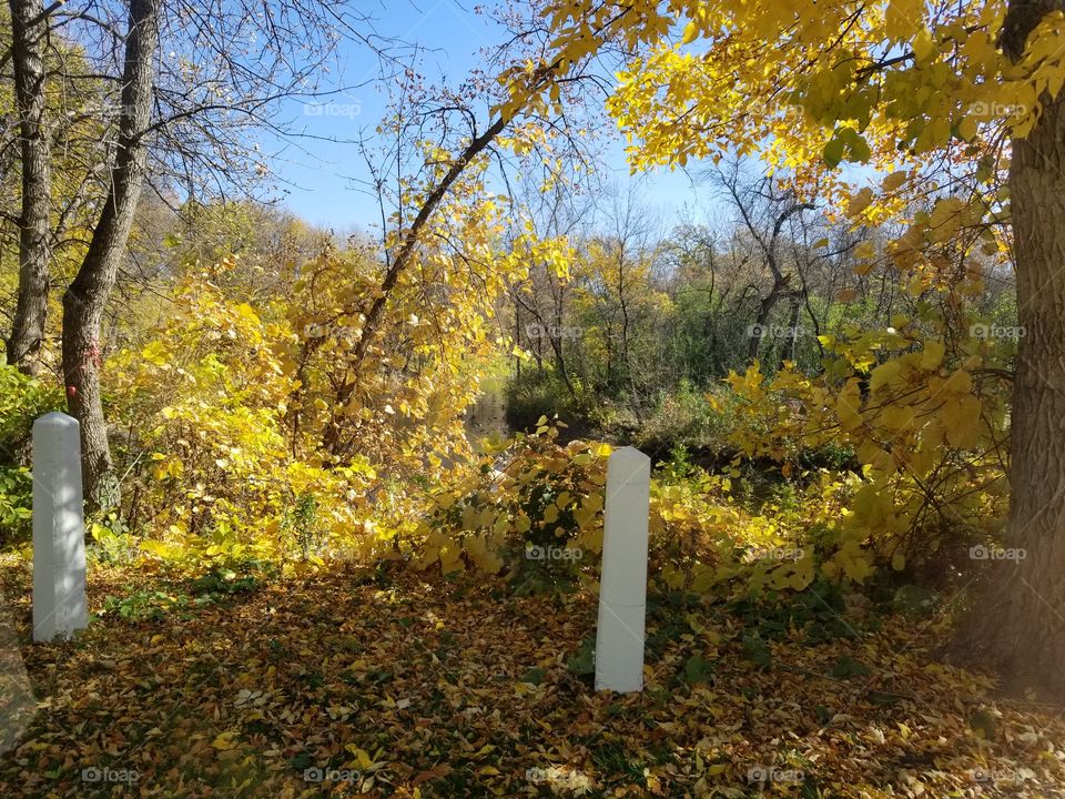 Fall, Leaf, Tree, Landscape, Season