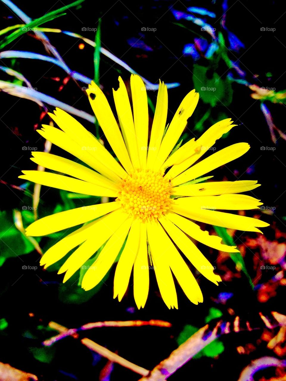 Beautiful yellow flower