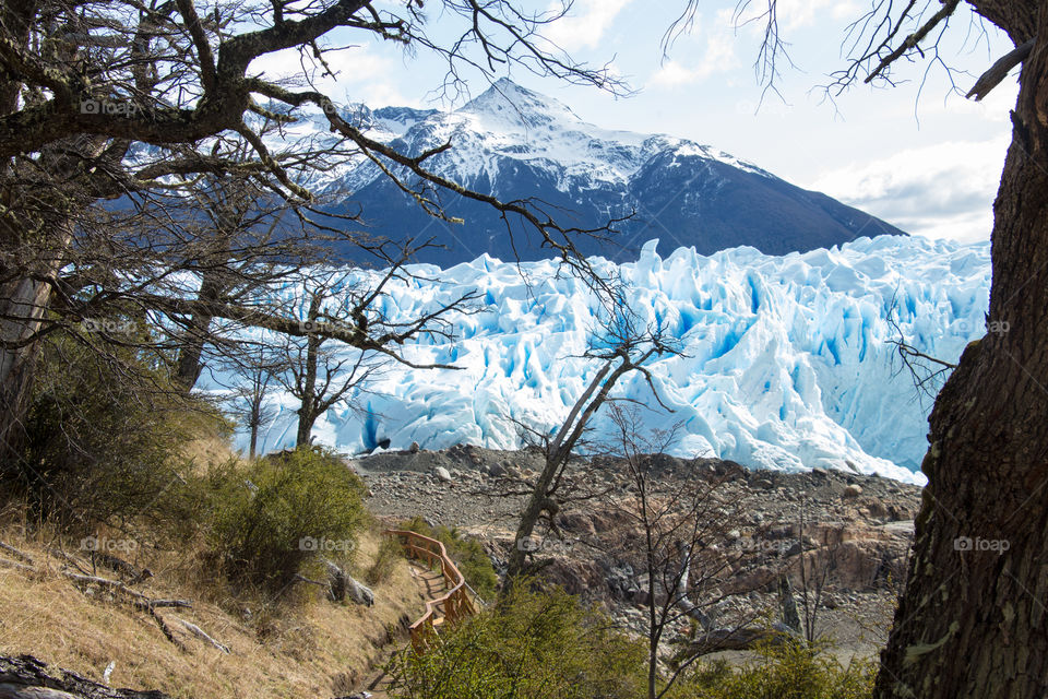 dry trees on winter behind perito moreno glacier