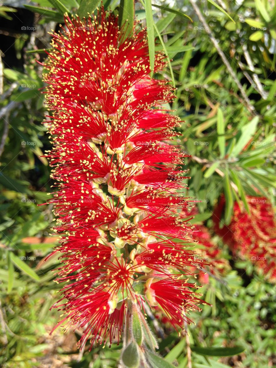 Red bottle brush flower