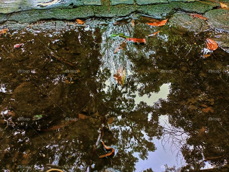Reflection on puddles. The spring leaves fall to drown in the puddles. Colorful autumn leaves floating in a pond