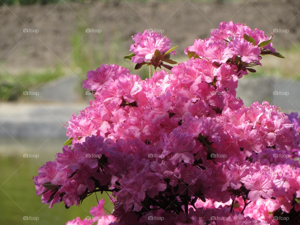 Rhododendrons in the city park